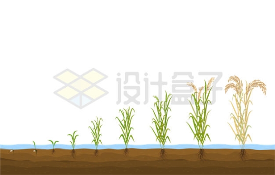 种在地里的水稻从发芽到成熟的全过程示意图6264760矢量图片免抠素材