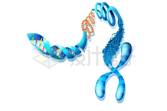 蓝色的X染色体和DNA结构图9008819矢量图片免抠素材