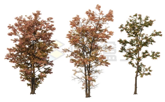 秋天3棵树叶枯黄的大树4701907PSD免抠图片素材