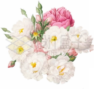 盛开的白色和红色牡丹花以及花骨朵儿水彩插画5609880PSD免抠图片素材