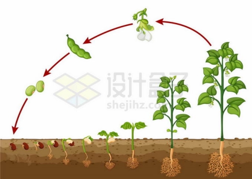 种在土地里的绿豆从发芽到开花到结果大豆的一生植物学插图8511304矢量图片免抠素材