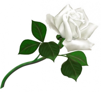 逼真的彩绘白玫瑰花鲜花917583png图片素材
