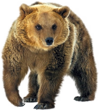 一只西伯利亚大棕熊4402723png免抠图片素材