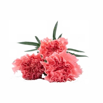 三朵康乃馨鲜花母亲节红色花朵991329png图片免抠素材