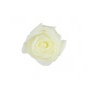 一朵白玫瑰花朵花卉白色花朵925409png图片免抠素材