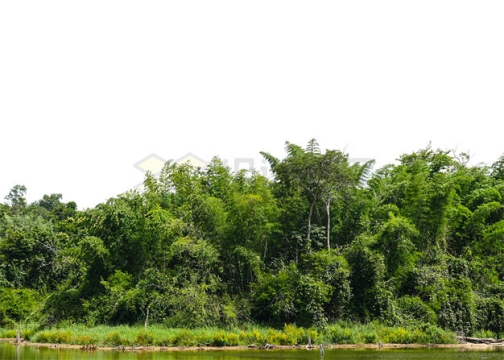 远处的热带雨林浓密的大森林1228499PSD免抠图片素材