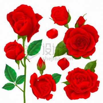各种红色玫瑰花花朵花瓣鲜花756515png矢量图片素材