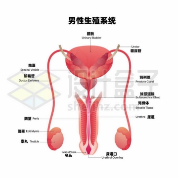 男性生殖系统内部结构图8502974矢量图片免抠素材
