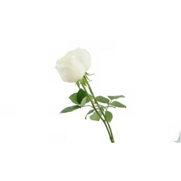 带叶子的两朵白玫瑰花朵花卉白色花朵286732png图片免抠素材