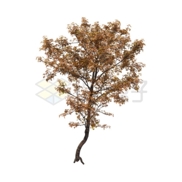 秋天的一棵树叶枯黄的大树3356357PSD免抠图片素材