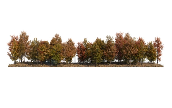 秋天树叶枯黄的树林森林风景8806202PSD免抠图片素材