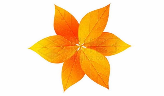 秋天里变黄的树叶红叶2595588免抠图片素材