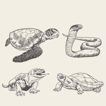 手绘插画海龟眼镜蛇巨蜥和巨龟野生动物图片免抠素材