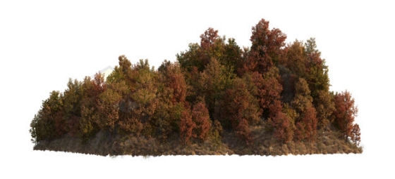 浓密的秋天树叶枯黄的树林森林风景9875907PSD免抠图片素材