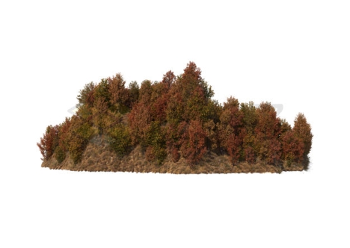 浓密的秋天树叶枯黄的树林森林风景6730417PSD免抠图片素材
