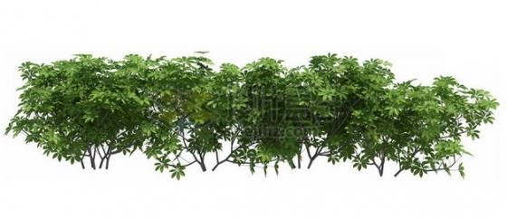 灌木丛小树苗观赏植物656858psd/png图片素材