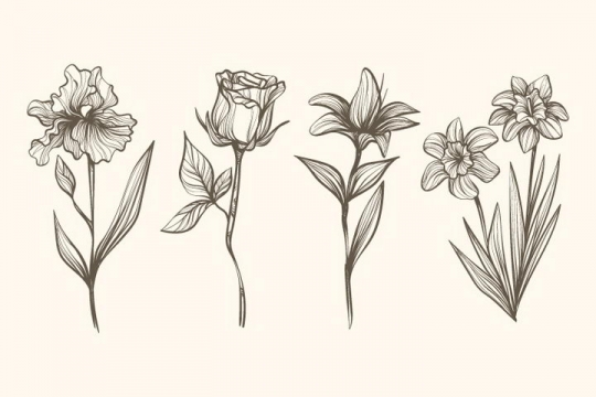 4款素描风格百合花花朵图片免抠矢量图素材