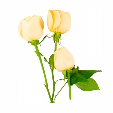 三朵黄玫瑰花鲜花黄色花朵837353png图片免抠素材
