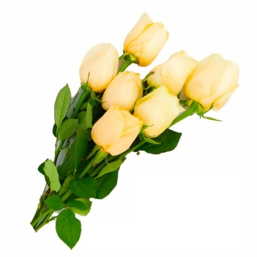 一束带叶子的黄玫瑰花鲜花黄色花朵214805png图片免抠素材