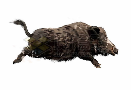 一只猪突猛进飞奔的野猪写实风格水彩插画2433498矢量图片免抠素材免费下载