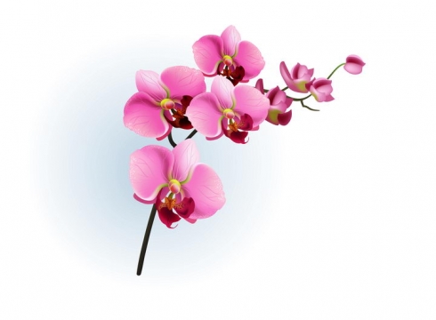 枝头上的玫红色蝴蝶兰花朵花卉图片免抠矢量素材