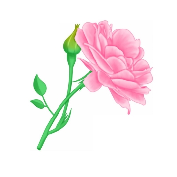 盛开的粉红色蔷薇花玫瑰花2744940图片素材
