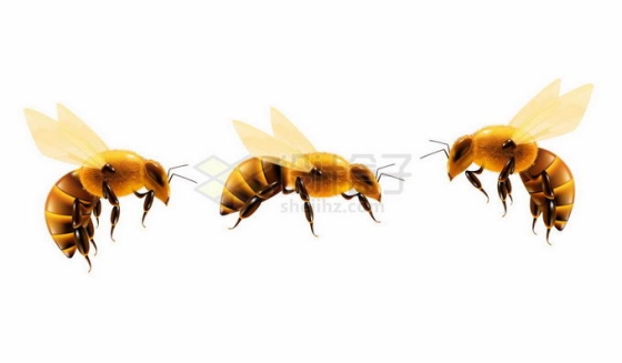 3只蜜蜂高清图8304478矢量图片免抠素材