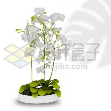 白色陶瓷花盆中的白色蝴蝶兰花朵室内观赏植物3045636PSD图片免抠素材