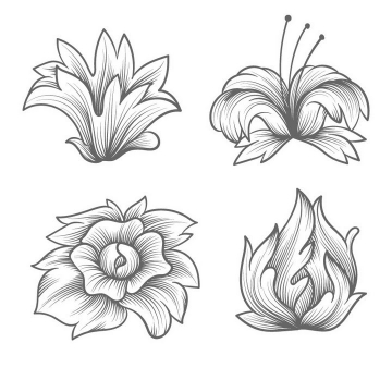 4款手绘线条素描风格百合花花朵花卉图案图片免抠矢量图素材
