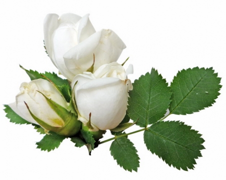 带叶子的三朵白玫瑰花鲜花7932901png图片素材
