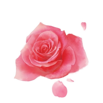 一朵水彩画风格的盛开的玫瑰花png图片素材