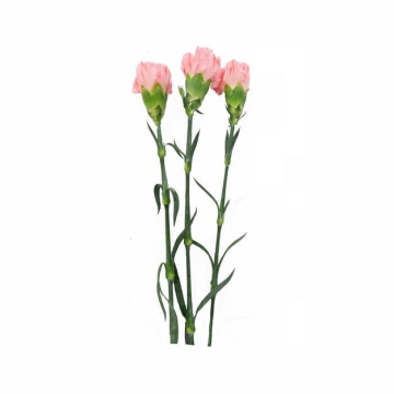 三只康乃馨母亲节花朵656676png图片免抠素材