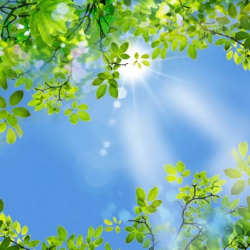 夏天夏日中午阳光照射下的树冠绿色树叶装饰边框4937224免抠图片素材