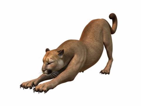 伸懒腰的美洲狮猫科动物1478827png免抠图片素材