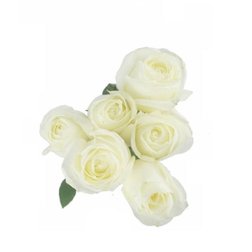 六朵白玫瑰花鲜花白色花朵690701png图片免抠素材