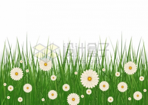 高高的青草丛中盛开的白色雏菊野花小花png图片免抠矢量素材