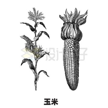 玉米秆农作物手绘插画7218358矢量图片免抠素材