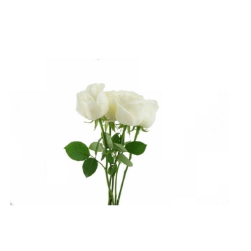 一束带叶子的白玫瑰花鲜花白色花朵290402png图片免抠素材