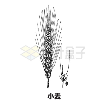 小麦麦穗农作物手绘插画9287957矢量图片免抠素材