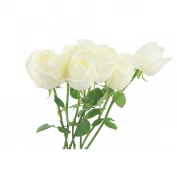 一大束带叶子的白玫瑰花鲜花白色花朵705635png图片免抠素材