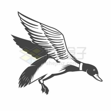 飞行中拍动翅膀的鸭子野鸭黑色线条插画2424577矢量图片免抠素材