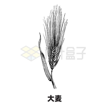 大麦麦穗农作物手绘插画8800526矢量图片免抠素材