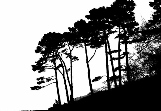 山坡上的松树森林剪影1893957png免抠图片素材