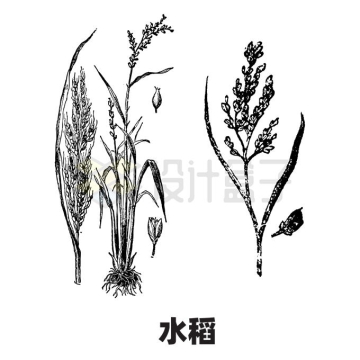 水稻植株农作物手绘插画3731820矢量图片免抠素材