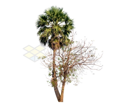 棕榈棕树和一棵干枯的大树6851344PSD免抠图片素材