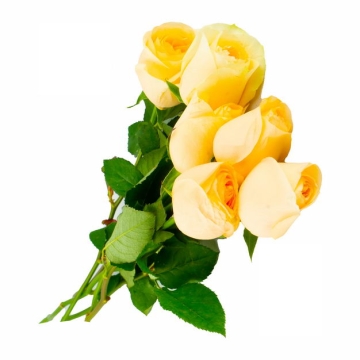 一束带叶子的黄玫瑰花鲜花黄色花朵544363png图片免抠素材