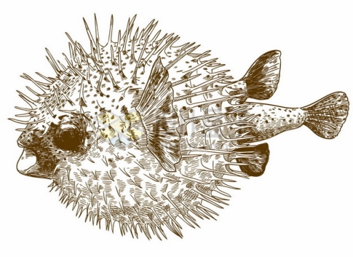 气鼓鼓的河豚鱼手绘插图3355233矢量图片免抠素材