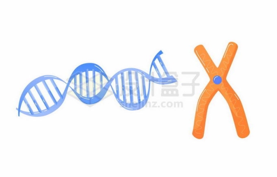 DNA双螺旋结构基因和X染色体1209830矢量图片免抠素材