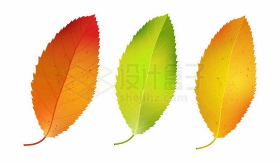 秋天红色绿色黄色的大叶桂樱树叶4535375免抠图片素材