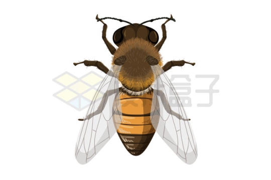 一只蜜蜂昆虫3654398矢量图片免抠素材